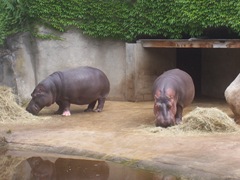 2008.05.26-016 hippopotames