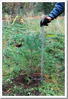 121123_Sequoidadendron-giganteum_009 121123_Sequoidadendron-giganteum_009