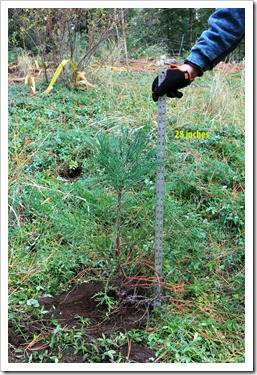 121123_Sequoidadendron-giganteum_009