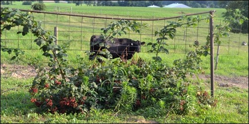 blackberry bushes July 8