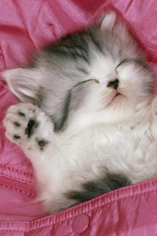 Catiphonewallpaper-01