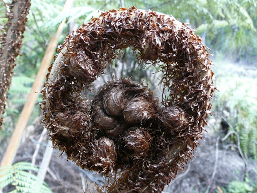 koru le symbole maori de la vie New zealand Laurence