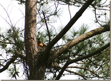 mom on nest 2