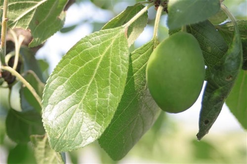 20110530 (1) (Small)