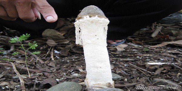 [Jamur%2520kelamin%2520pria%255B4%255D.jpg]