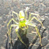 Epeus Spider