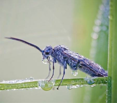 [insecte%2520macro%255B3%255D.jpg]