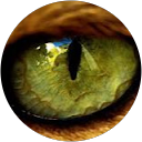 Patricia Busutils profile picture