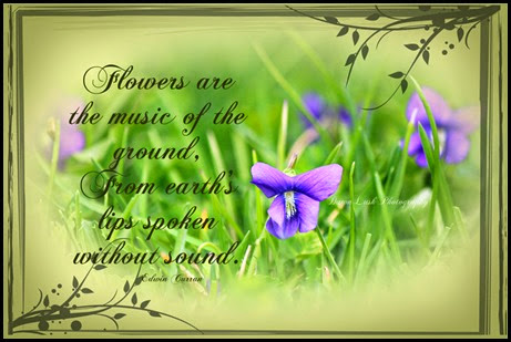 FlowersAreMusicViolets