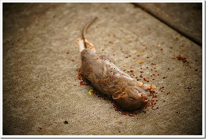 dead-rat-free-pictures-1 (4)