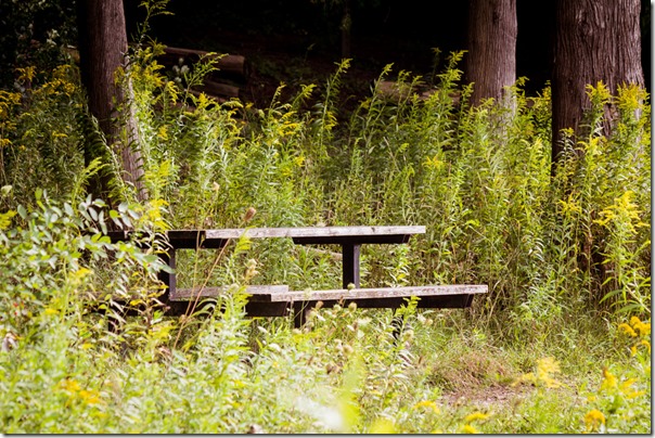 picnic table among the wildflowers