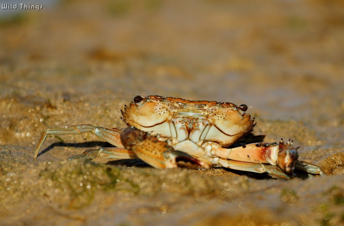 Neptune Crab