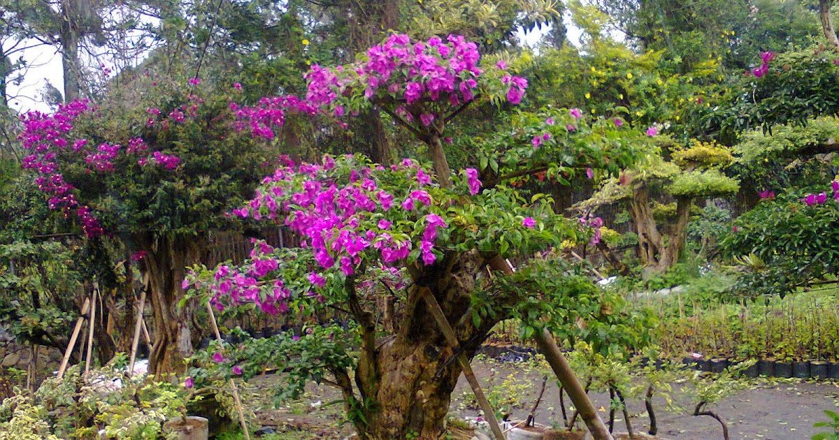 Featured image of post Bonsai Bugenvil Terbaik