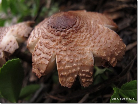 Reddening Lepiota-004