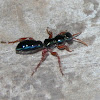 Bluebottle, aka Blue 'ant' wasp Diamma bicolor