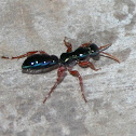 Bluebottle, aka Blue 'ant' wasp Diamma bicolor