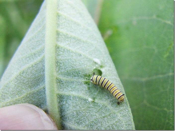 Monarch Larva on Common Milkweed - Photo by Adrienne Zwart