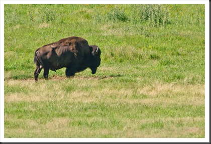 2011Jul31_Custer_State_Park_bison-3