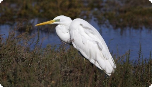 Airone-bianco-maggiore_scheda_specie_grande Airone-bianco-maggiore_scheda_specie_grande