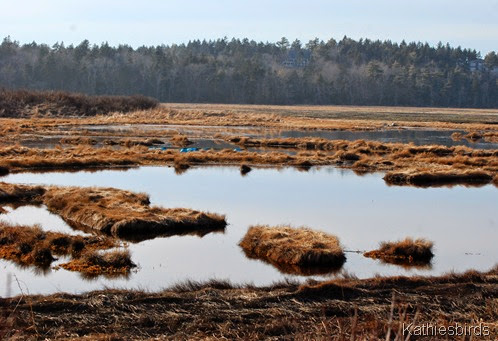 20. tidal marsh-kab