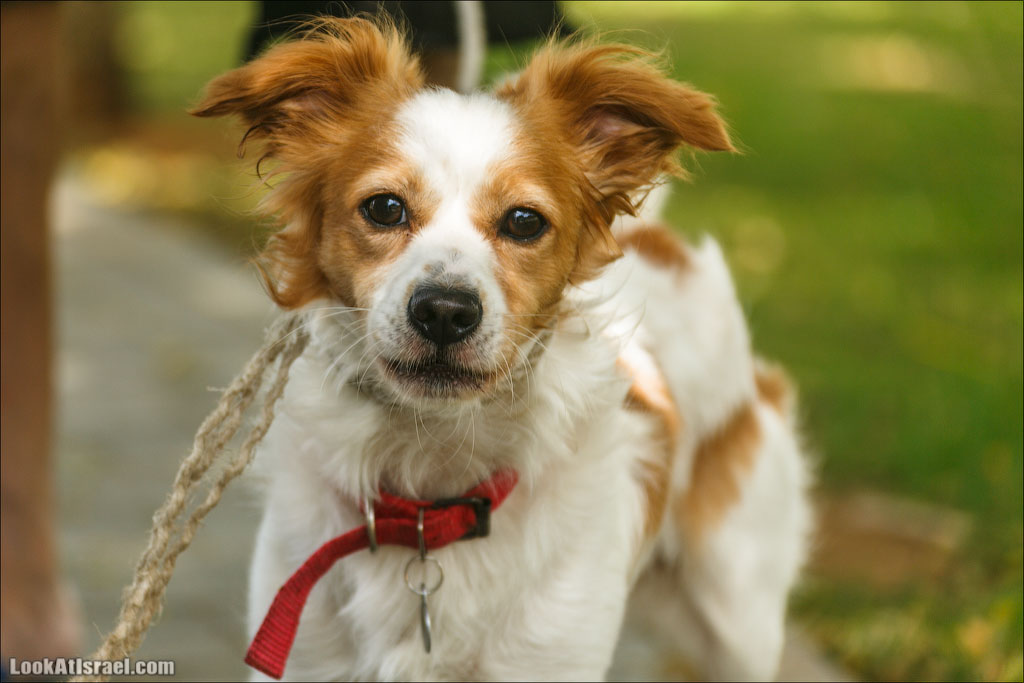 LookAtIsrael.com - Фото путешествия по Израилю | Портреты собак Тель Авива