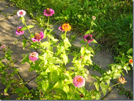 zinnia zinnia