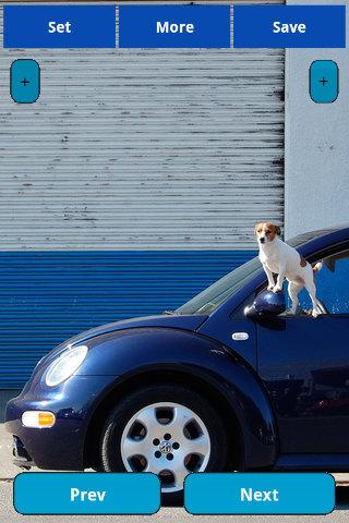 Dogs in cars