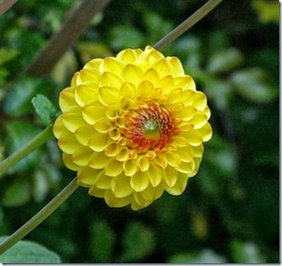 f0d14_pom_pom_dahlia