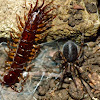 Funnel weaver spider & stone centipede