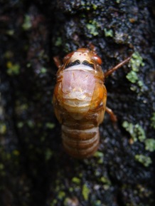 Cicada-4