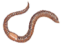 earthworm-info0