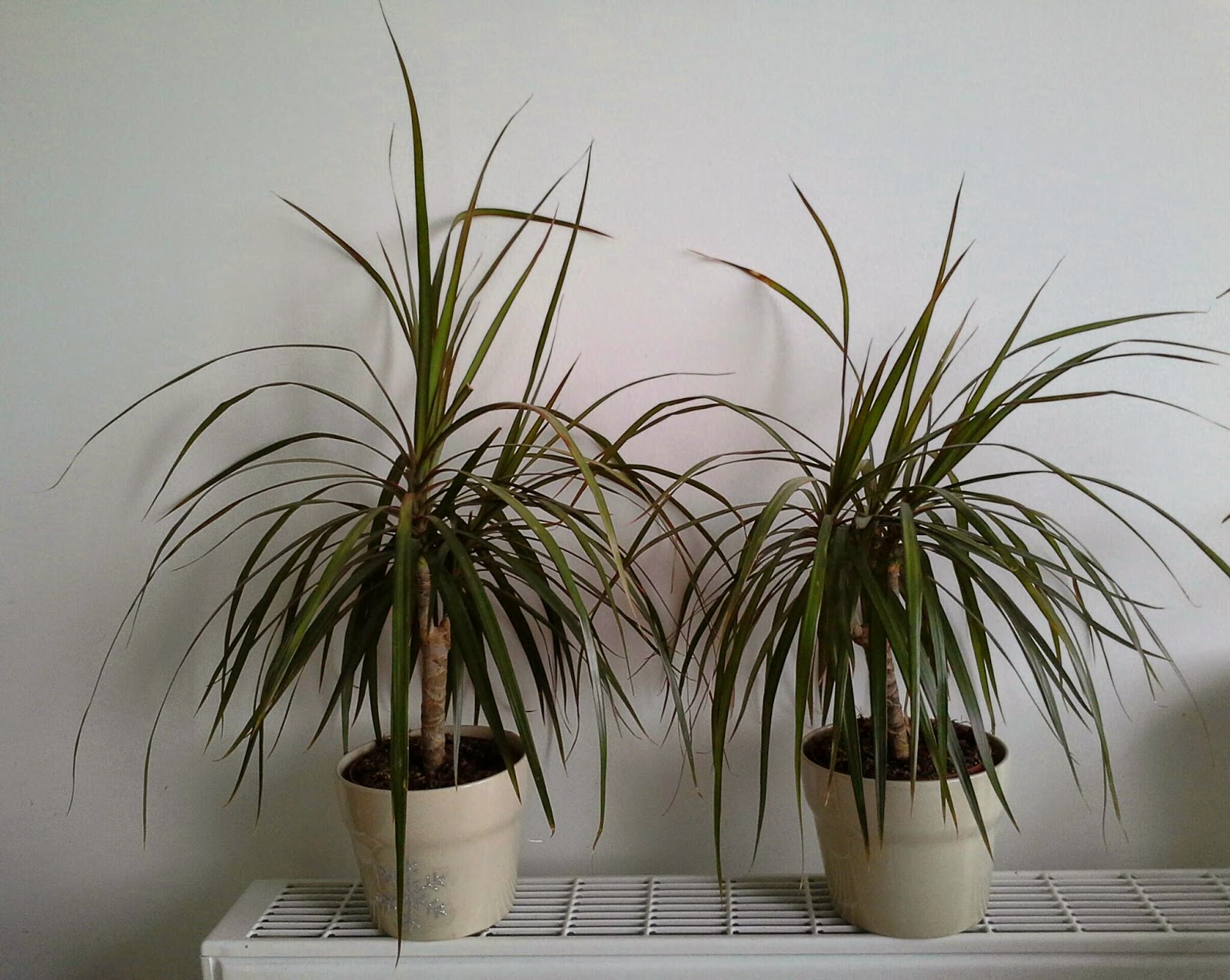 Meditons sur le balcon Dragonnier de Madagascar