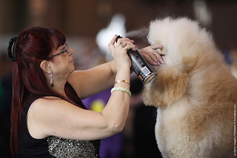 crufts-2012-2