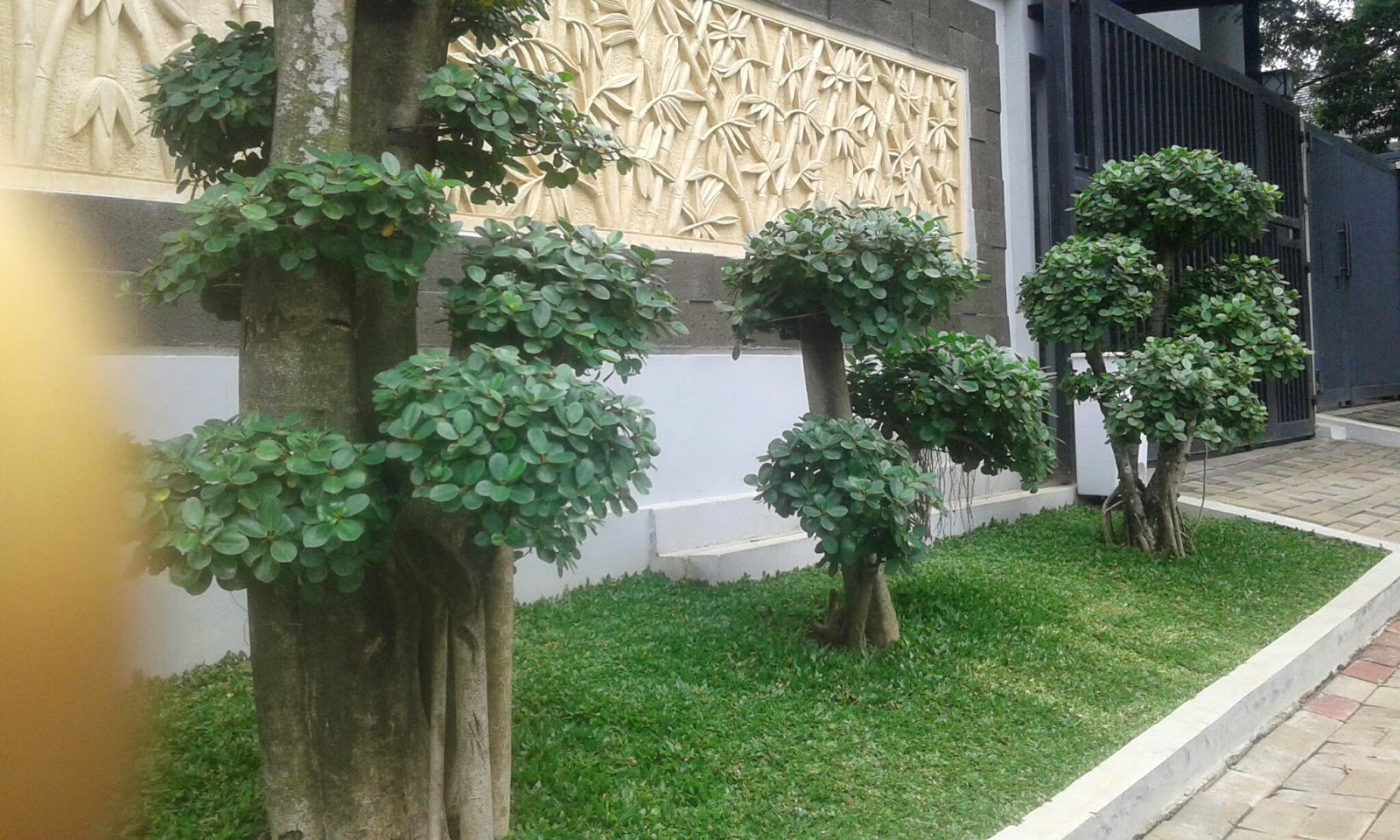 Gambar bonsai beringin korea batang berlapis dalam pembahasan bonsai beringin korea batang berlapis: simbol keharmonisan dan ketahanan