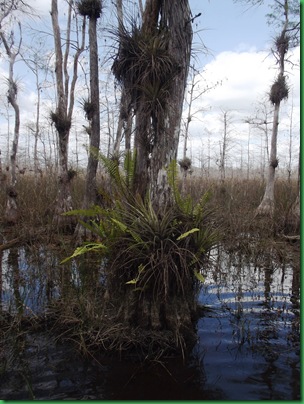 Big Cypress Swamp Hike (22)