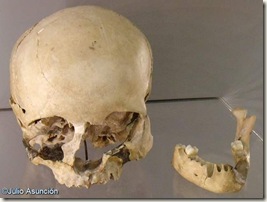 Cráneo y mandíbula de Homo sapiens - Cueva del Parpalló