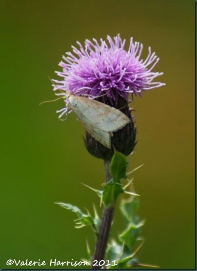 3 udea-lutealis-on-thistle