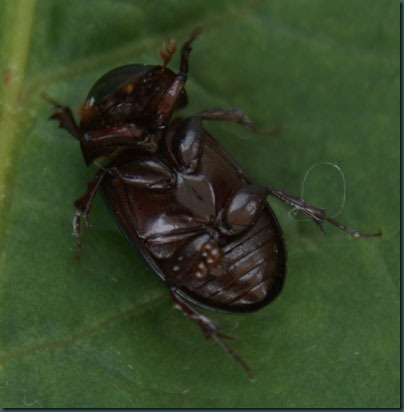 Beetle aphodius rufipes (2)