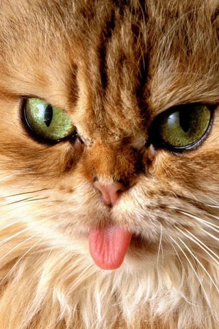 Brown-cat-f