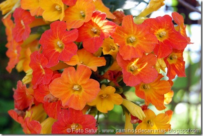 5466 La Laguna-Vueltas Acero-Firgas(Lantana-Bandera española) 5466 La Laguna-Vueltas Acero-Firgas(Lantana-Bandera española)