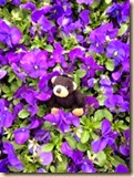 IMG_2639sunny violets