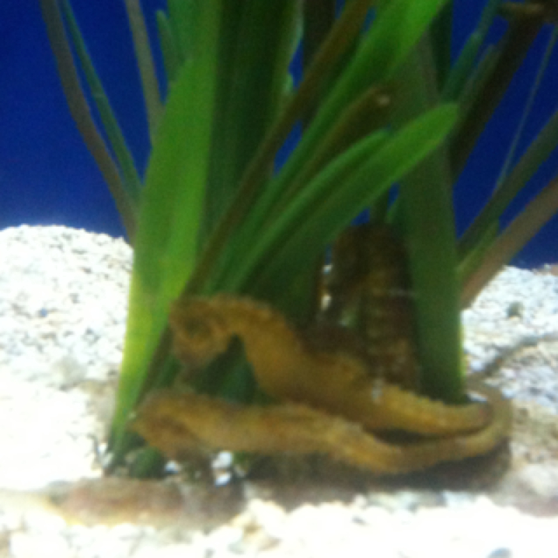 Short-snouted seahorse