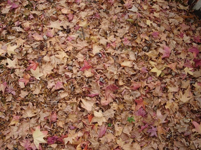 [Autumn_Leaves_Texture_by_Nereja%255B3%255D.jpg]
