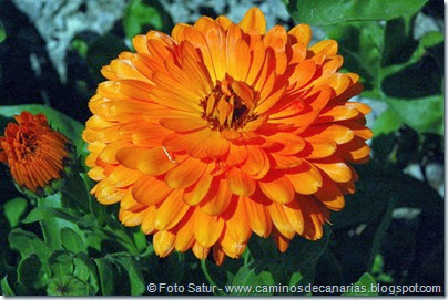 7722 La Laguna-Barranco del Laurel(Calendula) 7722 La Laguna-Barranco del Laurel(Calendula)