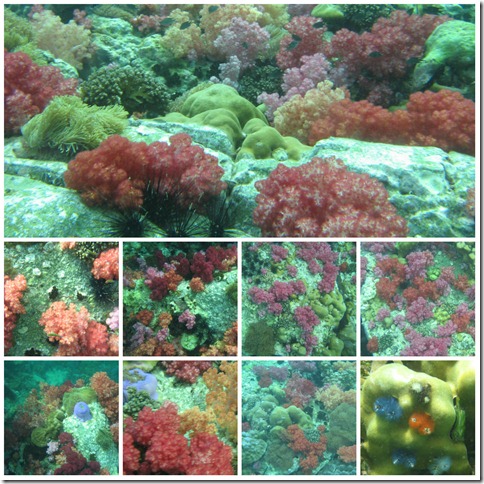soft corals