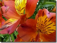 portmore lilies