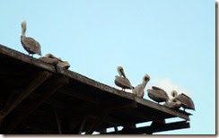 Pelicans roosting at a marina on Crystal River