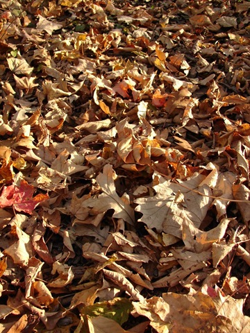 [Fallen_Autumn_Leaves_Texture_2_by_FantasyStock%255B4%255D.jpg]
