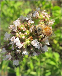 honeybee on oregano0603 (12)