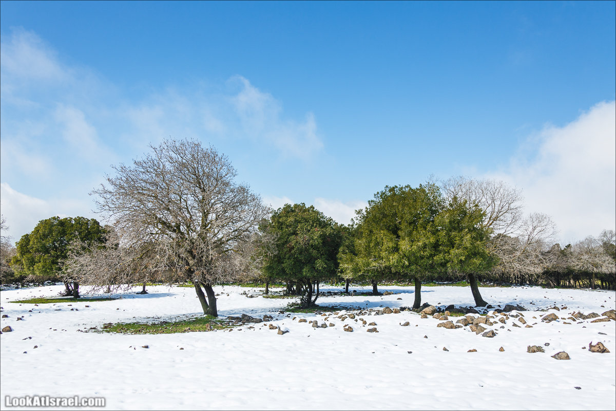 LookAtIsrael.com | Снег в Израиле, Голанские высоты и Галилея | Snow in Israel, Golan Heights and Galilee | שלג בישראל, רמת הגולן וגליל